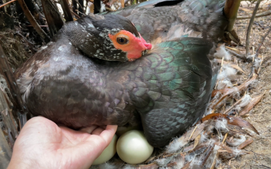 鸭妈妈孵蛋一个月了，小鸭子快要破壳啦！