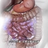 补充肠道益生菌是智商税吗，3D演示。。