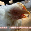 禽医魏月讲鸡肿头肿脸是什么病，鸡肿头怎么治疗