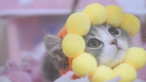 小猫咪视频可爱动作 51c6edc5ea98a173dae54c2d900ef54f7f64ed87.jpg@480w_270h_1c