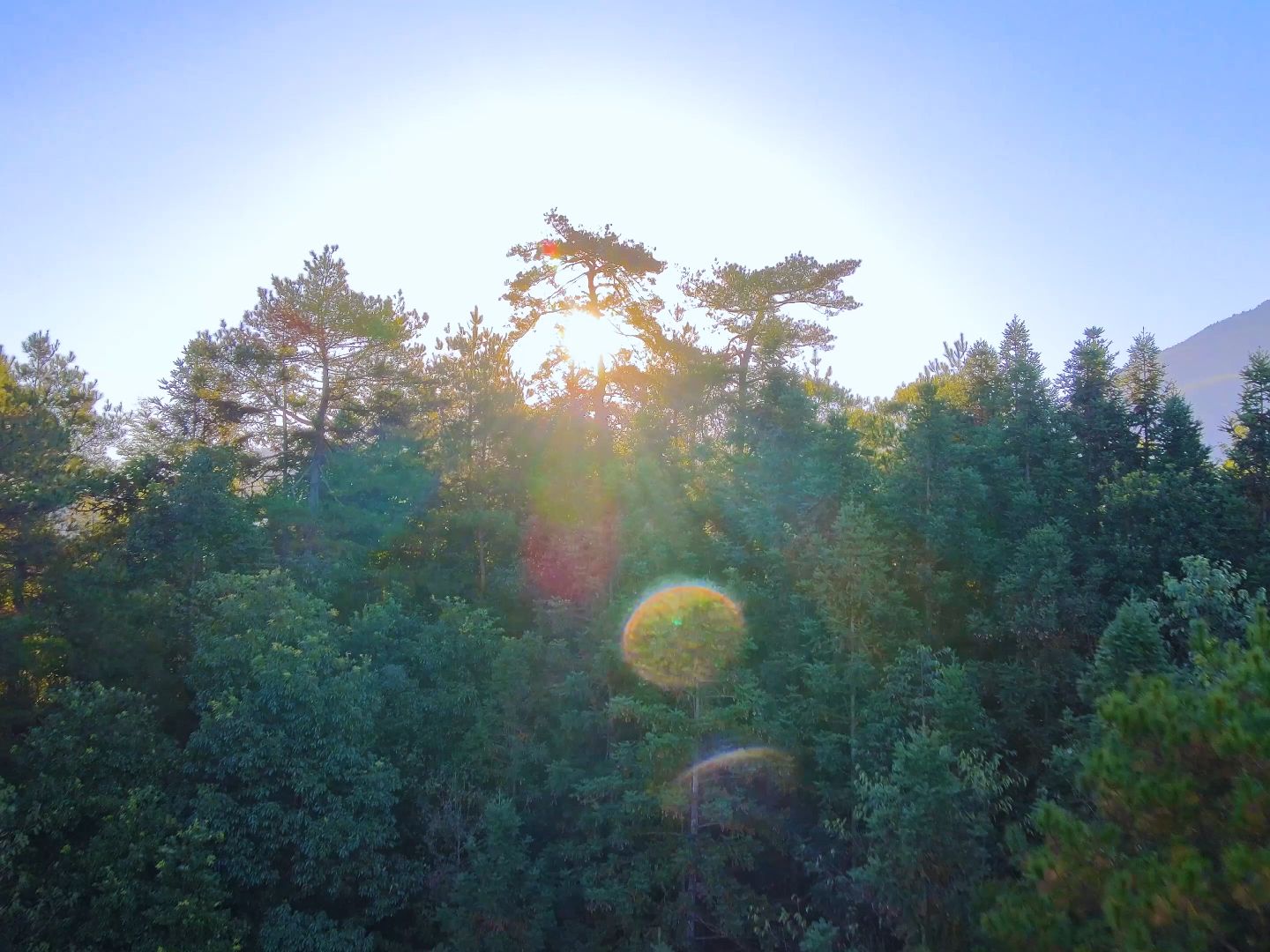 森林日出航拍