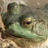 牛蛙养殖视频教程牛蛙高产养殖技术 如何养殖牛蛙