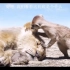 《狮子王》野猪和松鼠救了一头小狮子 并将他养大