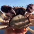 看看你们吃的大闸蟹是怎么养出来的
