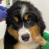 可爱的伯恩山幼犬第一次去宠物医院做检查，未经世事不知恐惧，直到……