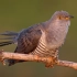【杜鹃】那些年熟悉又陌生的鸟叫，国内10种“常见”杜鹃科成员的歌声