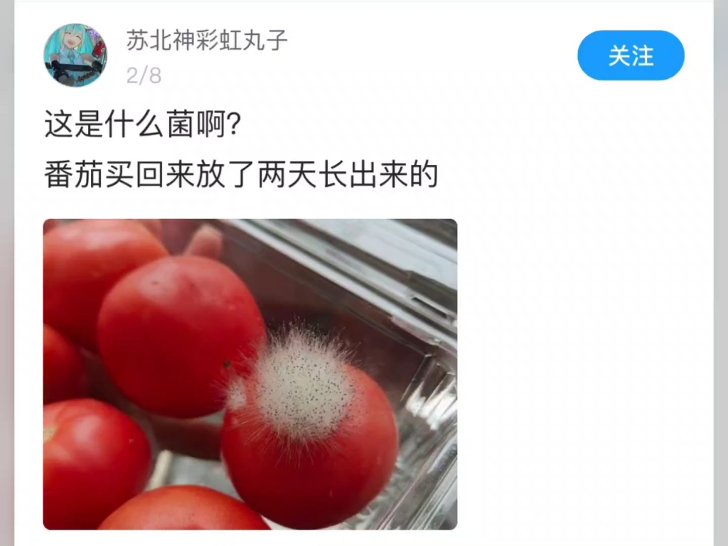 一生叛逆的菌子：爱流浪，爱自由，不习惯实验室的拘束！