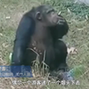动物园黑猩猩会抽烟？ 工作人员：游客给的，管不过来