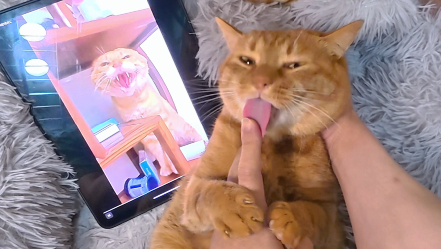 同样都是橘猫