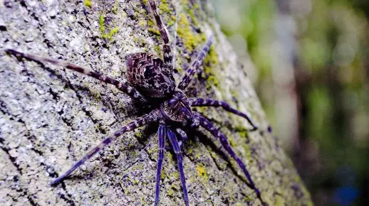 蜘蛛乳汁蛋白质含量竟是是牛奶的四倍想来一杯吗
