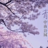 青岛中山公园绝美樱花季