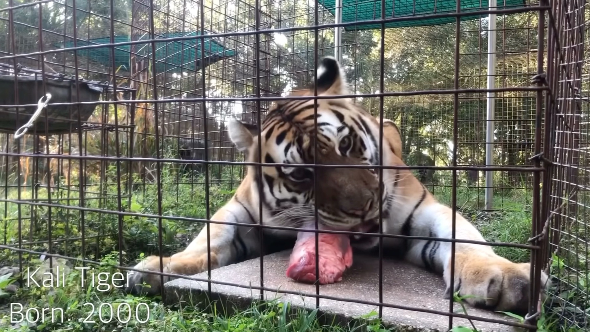 近距离看老虎完整吃一块肉过程
