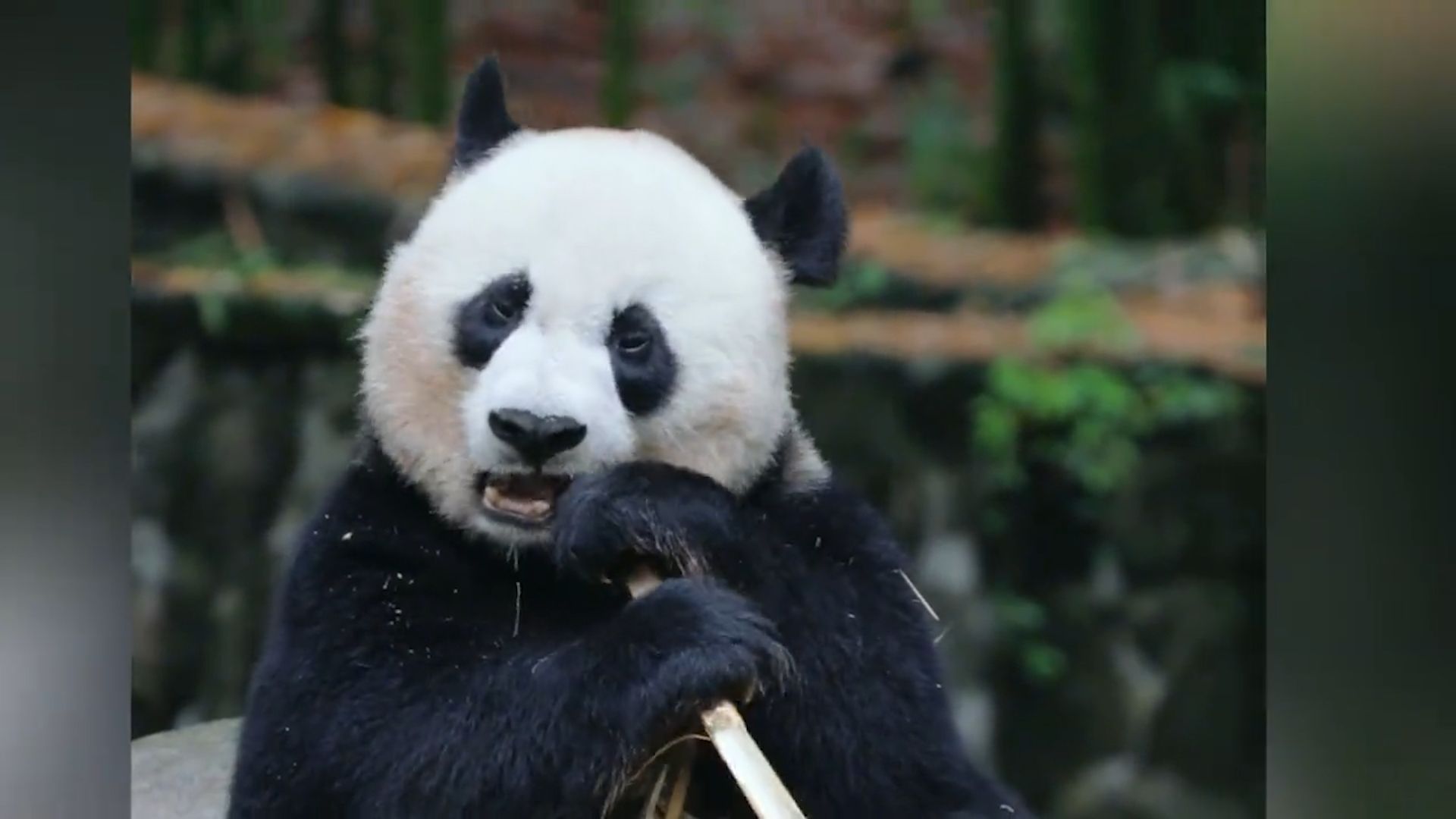 熊猫中心回应：福宝脖子毛发断裂情况，表示没有发现皮肤病迹象