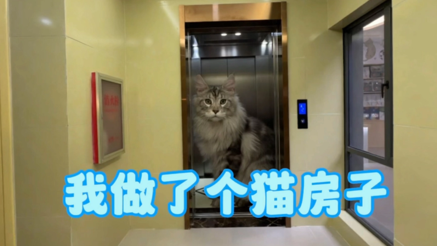 我花了半年时间给猫做了个房子 缩略图