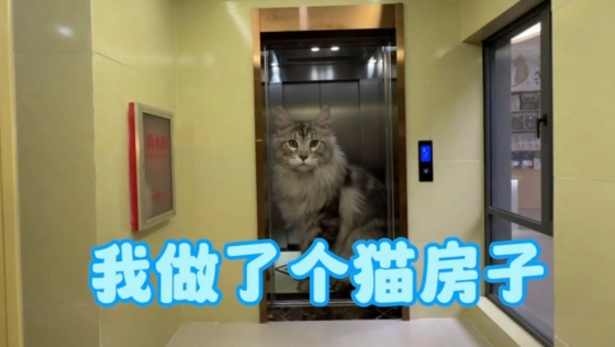 我花了半年时间给猫做了个房子