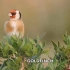 15种常见小鸟的啼鸣声