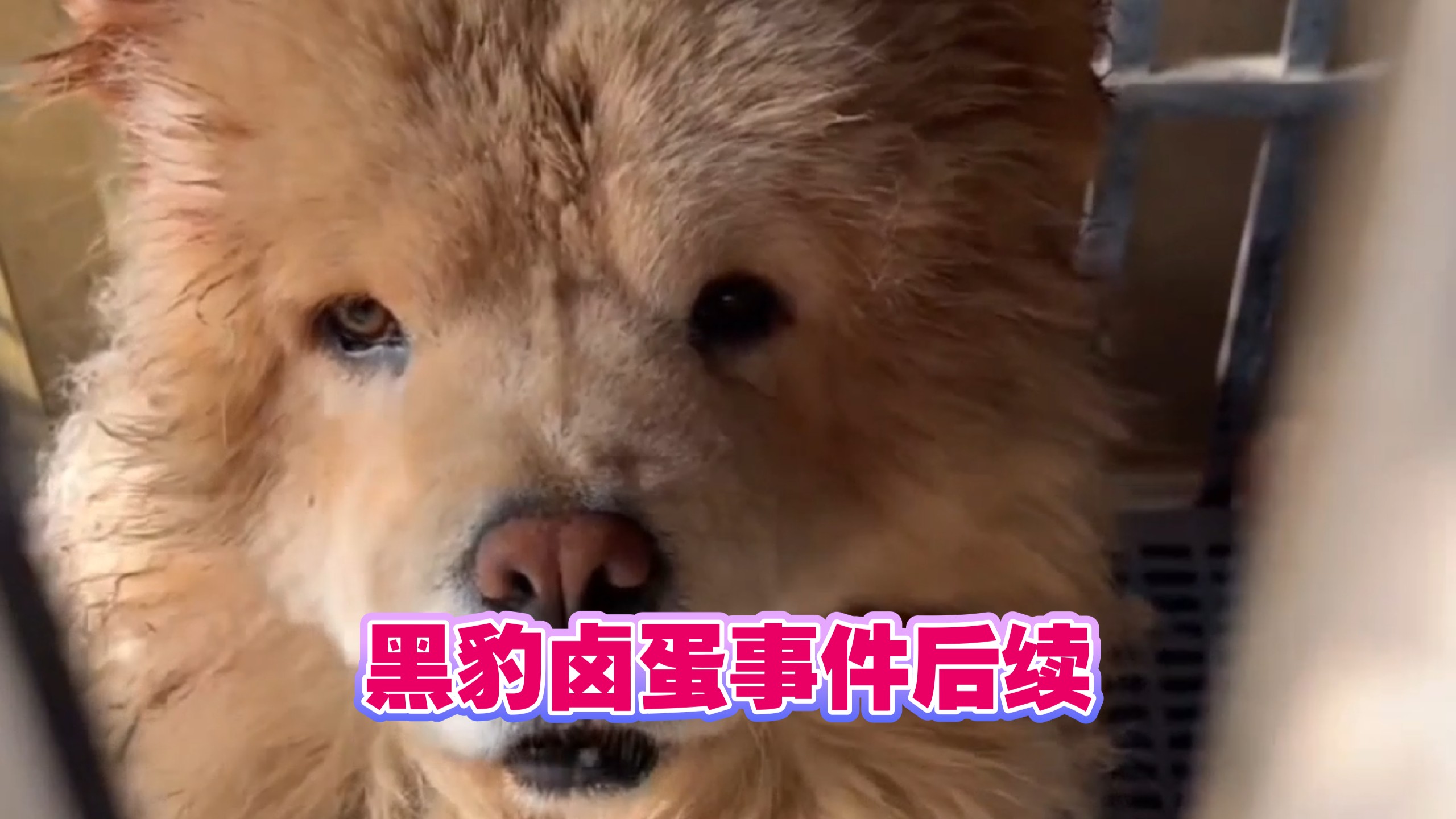 黑豹卤蛋事件后续……#罗威纳 #罗威纳黑豹 #松狮犬 #豫西小丁 #狗狗的心思都写在脸上了