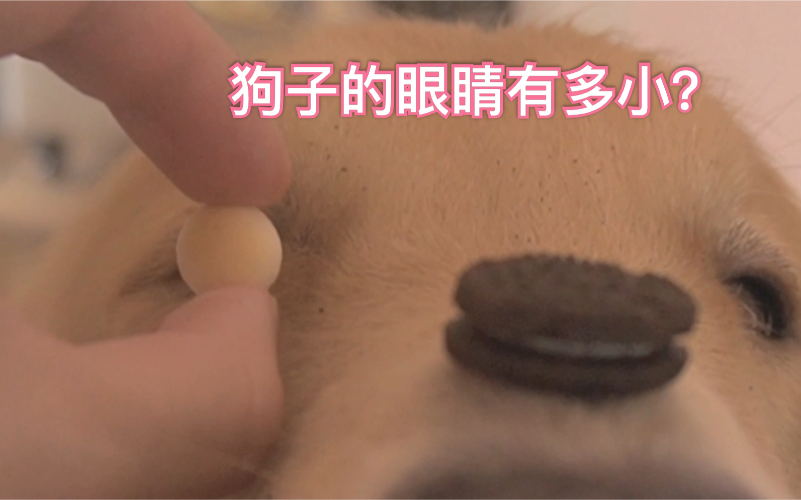 因为眼睛小，卖不掉的小金毛与宠物店主相伴一生