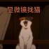 【文豪野犬/夏目漱石】当你拿着显微镜在《文豪野犬》里找猫