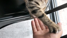 啥叫撸猫 52c7b6834cfd3e1813814f1904ff54d3993049ed.jpg@280w_158h_1c_100q.jpg