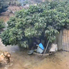 看家护院的好狗，捍卫母鸡