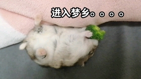 怎么养花枝鼠呢 52cf582363f609b35ba580ea03150a337d8bece1.jpg@280w_158h_1c_100q.jpg