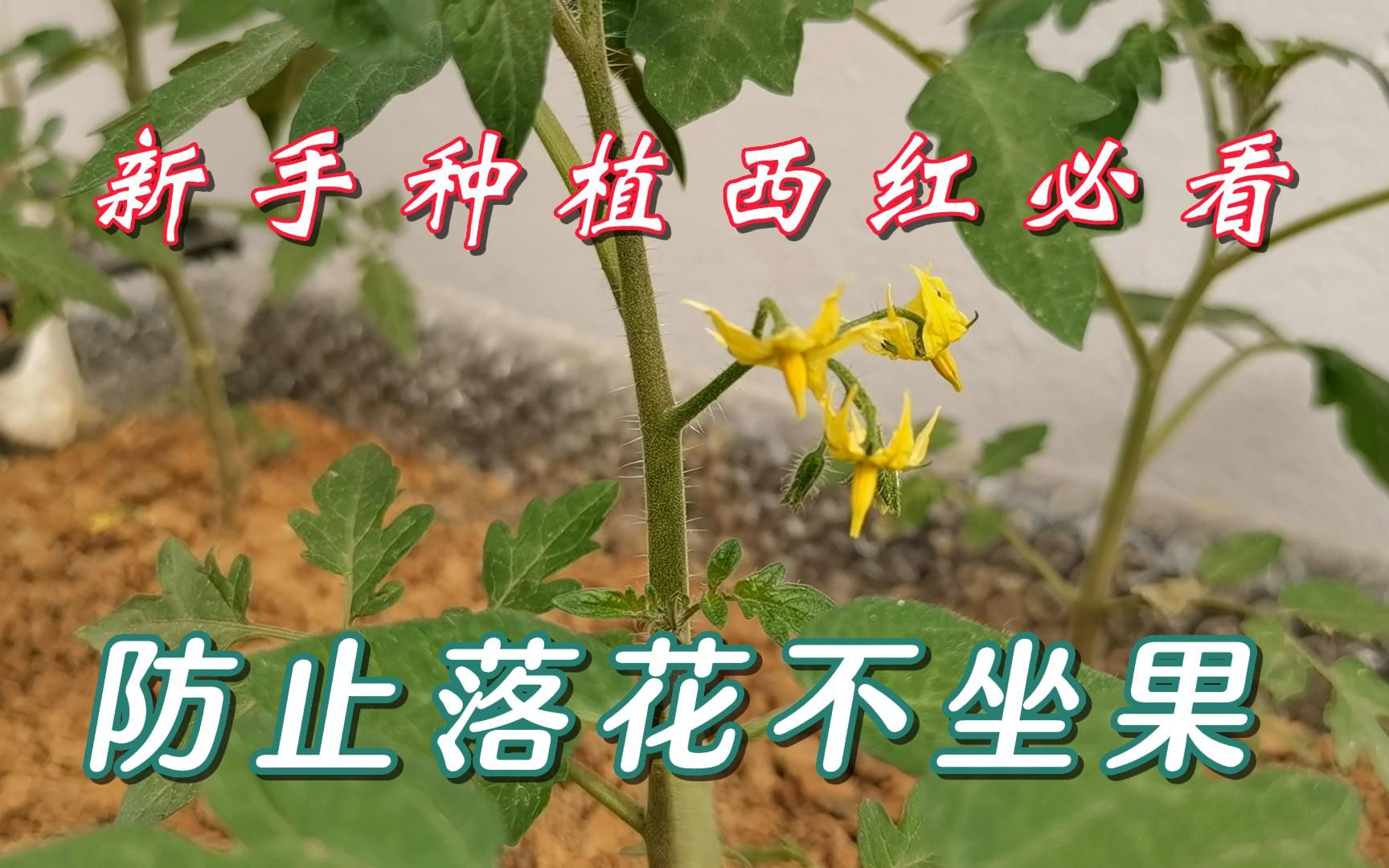 新手种植西红柿必看，防止西红柿落花不坐果