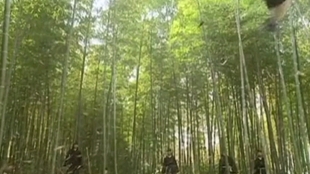 竹林武侠短剧，免费观看，感受江湖风云，免费观看，竹林武侠短剧，领略江湖风云