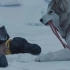八只狗狗为等主人归来，在暴雪中独立生存了175天  感人电影《南极大冒险》