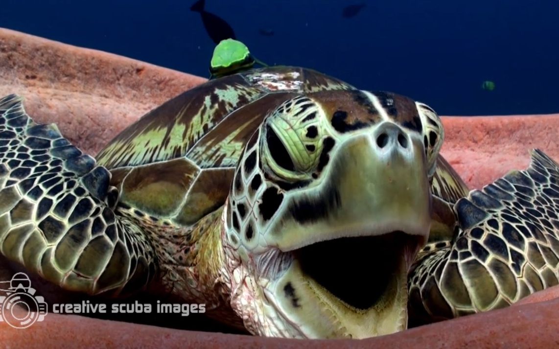 来自creative scuba images, indonesia,海龟:这个床不错,小睡一会儿