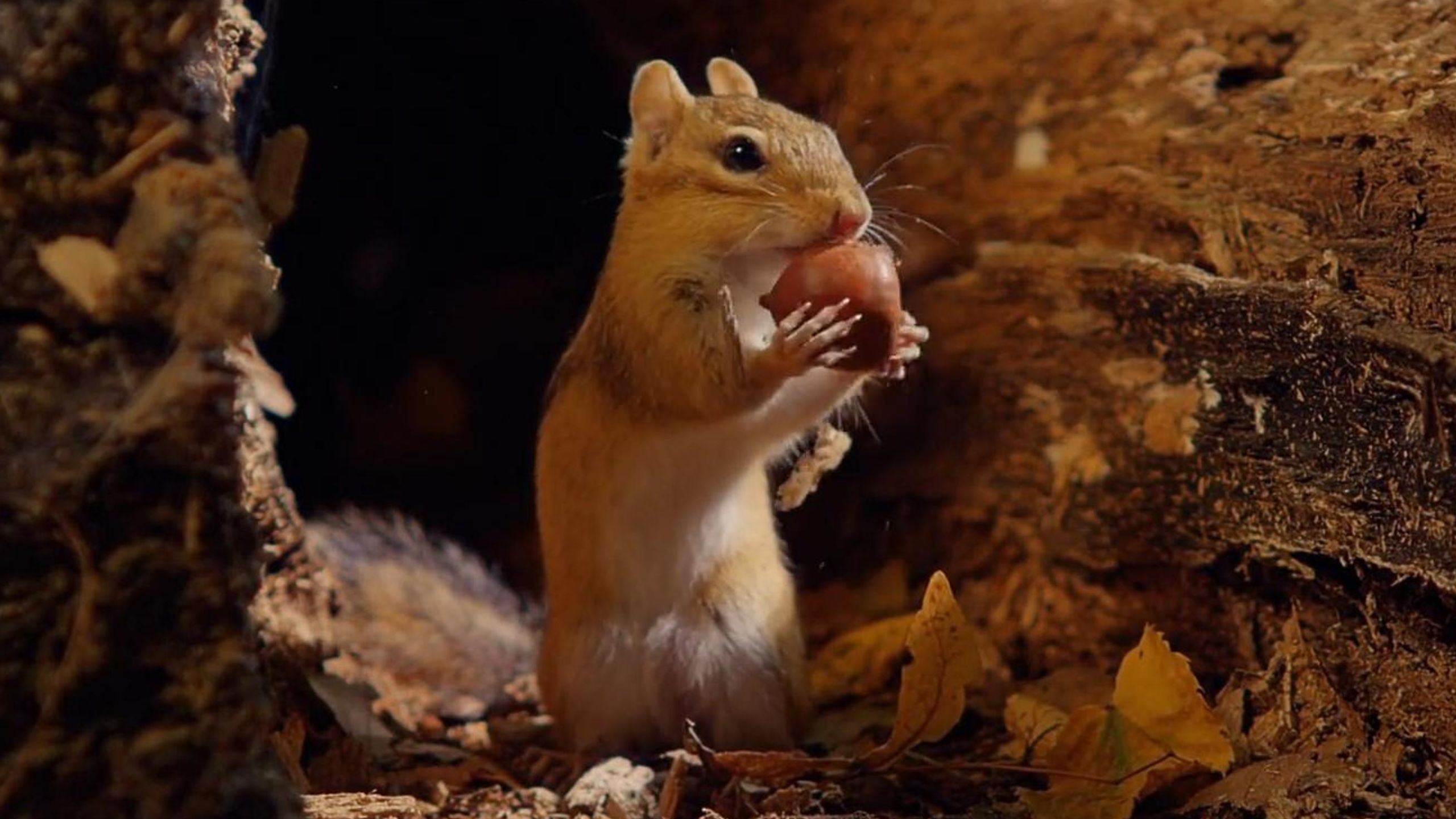 【国语/纪录片】小巨人-TinyGiants 超清1080P