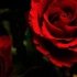 【双字】15海外红玫瑰