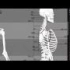 [幻想学院]NAN-人体系统剖析 2 -肌肉的系统讲解