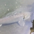 银杏湖乐园里的鳇鱼，来自黑龙江，国内独有