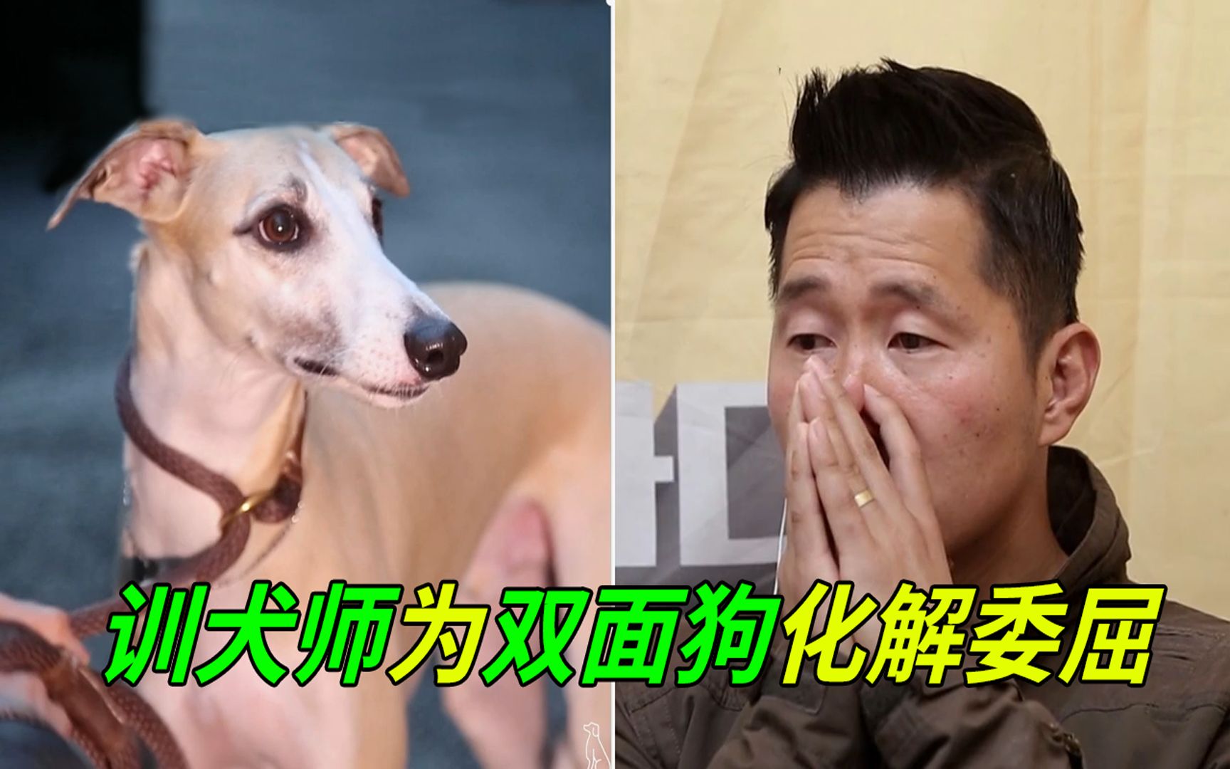 狗狗至少被弃养3次,主人领养后性情大变,训犬师开启温柔模式,成功化解狗狗委屈哔哩哔哩bilibili