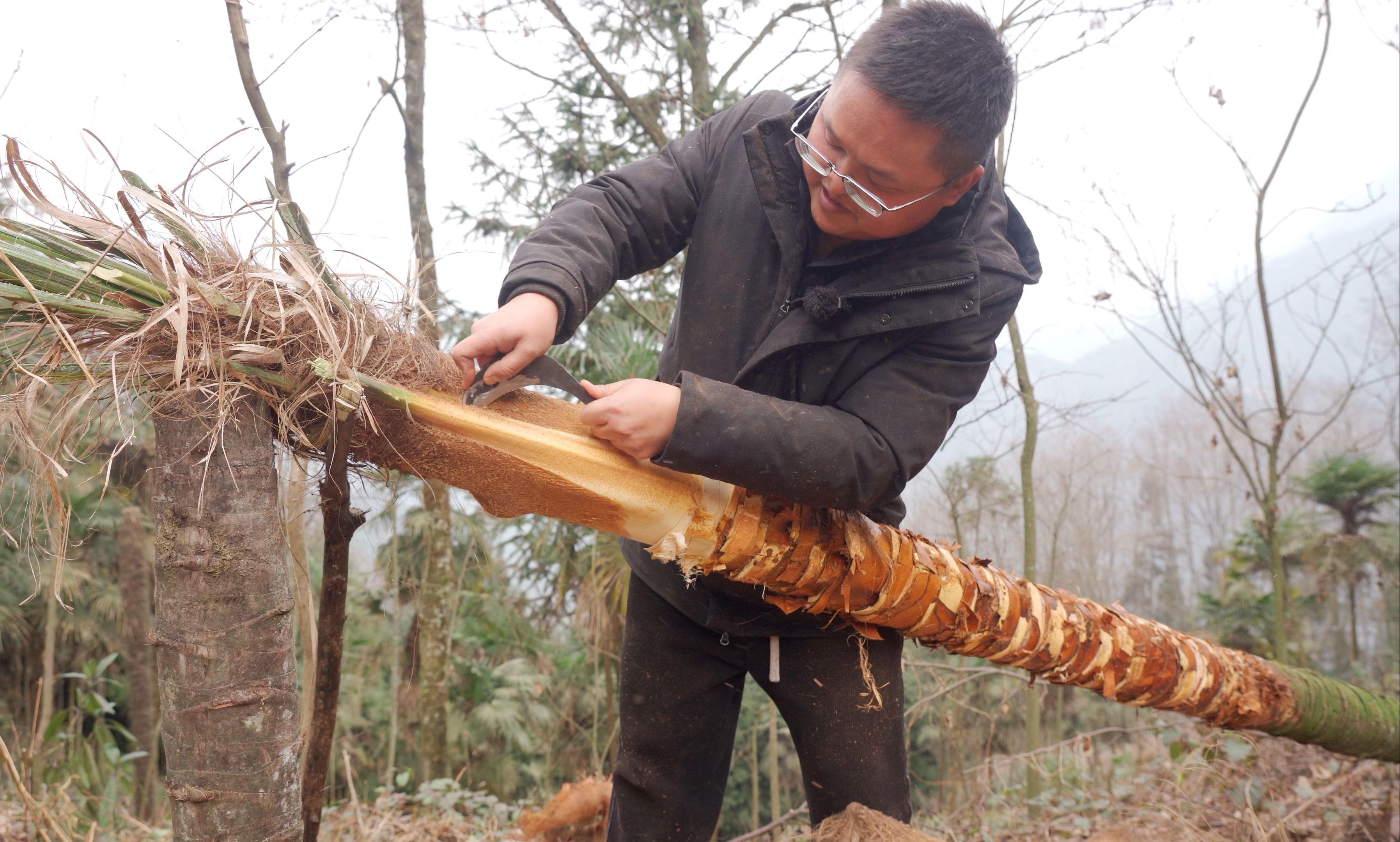 这种小时候经常在山里吃的美味棕芯，又脆又甜，如今在大山里面却无人问津