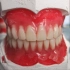 口腔修复学---全口义齿的制作---排牙
