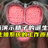 动画演示男性精子的诞生与生殖系统的工作原理