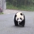 来吧，大熊猫萌翻你！这是一条有味道的视频