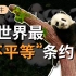 【阿牛】从被西方疯狂猎杀，到脱离灭绝风险，中国大熊猫经历了什么？