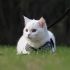 CFA英国短毛猫 纯种 纯白色 英短 高清1080P实拍猫咪