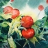 【水彩教程】水彩植物神奇红果子上色