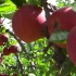 【空镜头】苹果水果成熟红苹果 素材分享