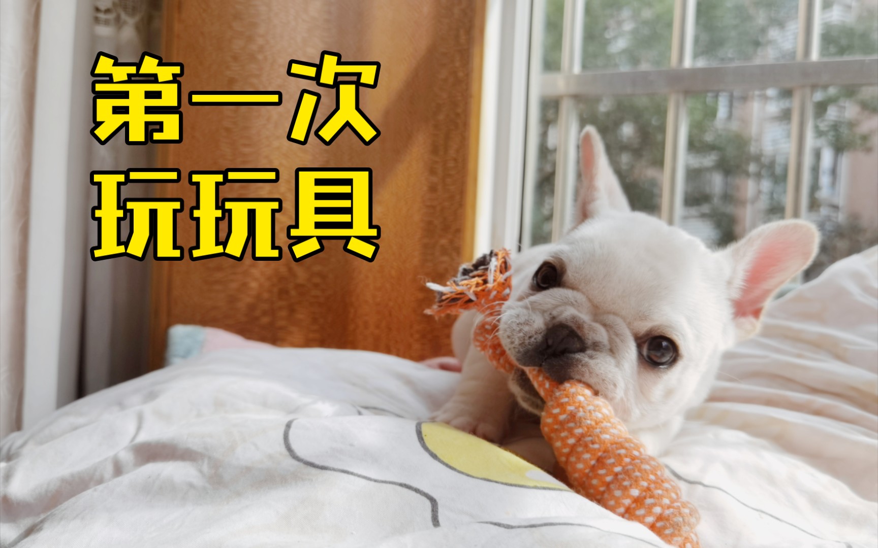 活动作品法斗第一次玩玩具不知所措的样子萌坏了
