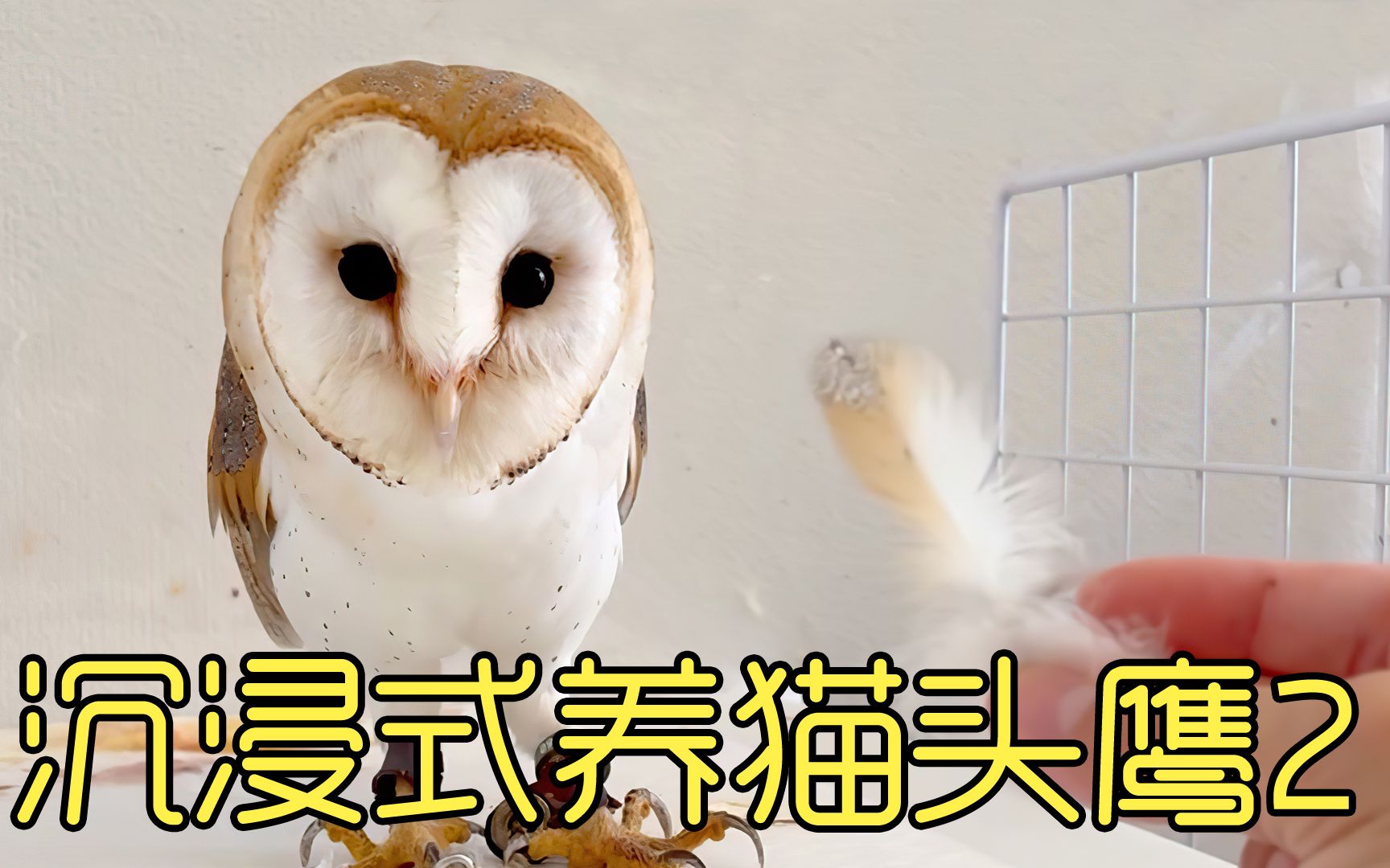 沉浸式养猫头鹰2 为什么日本可以养猫头鹰？ 奇葩的保护方式
