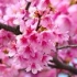 【金坷垃抒情曲】桜～Jinkela blossoms～