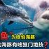 为什么鲨鱼最怕海豚，可爱的海豚有啥独门绝技！能制服海中巨兽