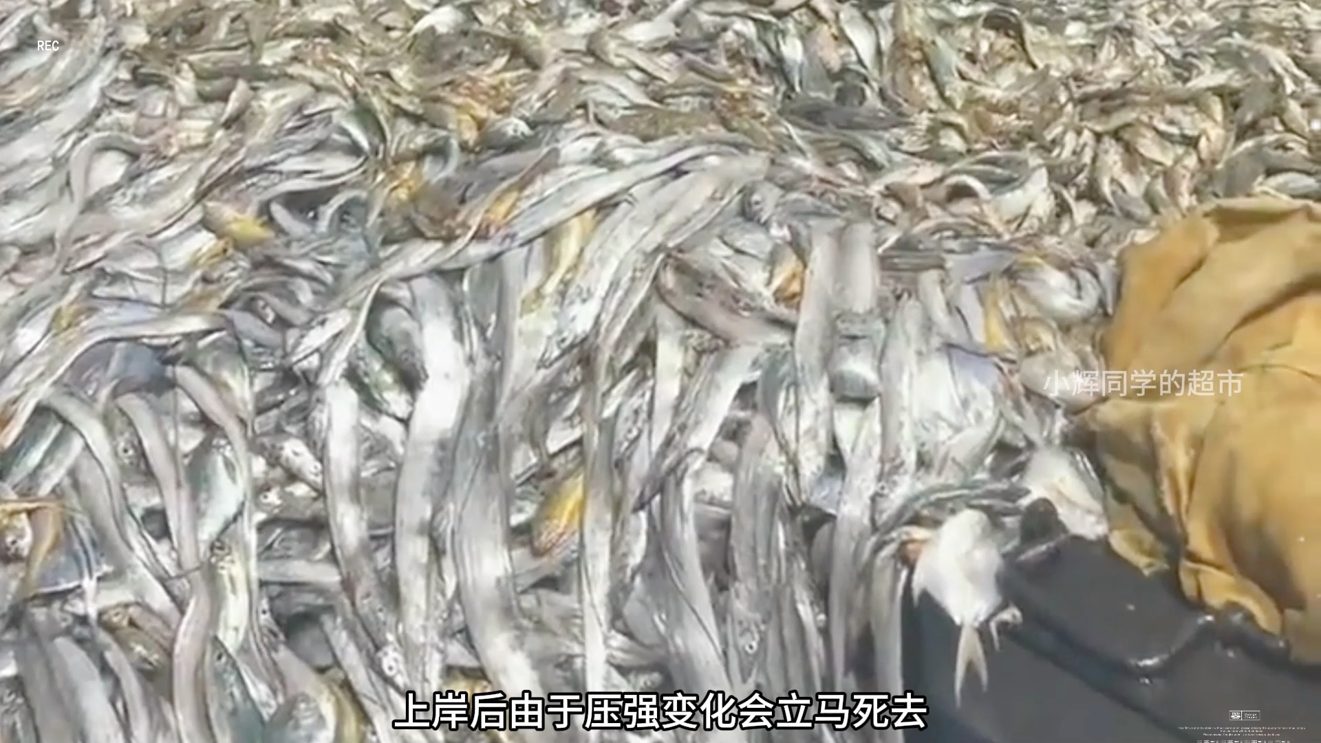 核废水的带鱼究竟还能吃吗？          带鱼是如何捕捞的，又是如何加工厂带鱼罐头的？