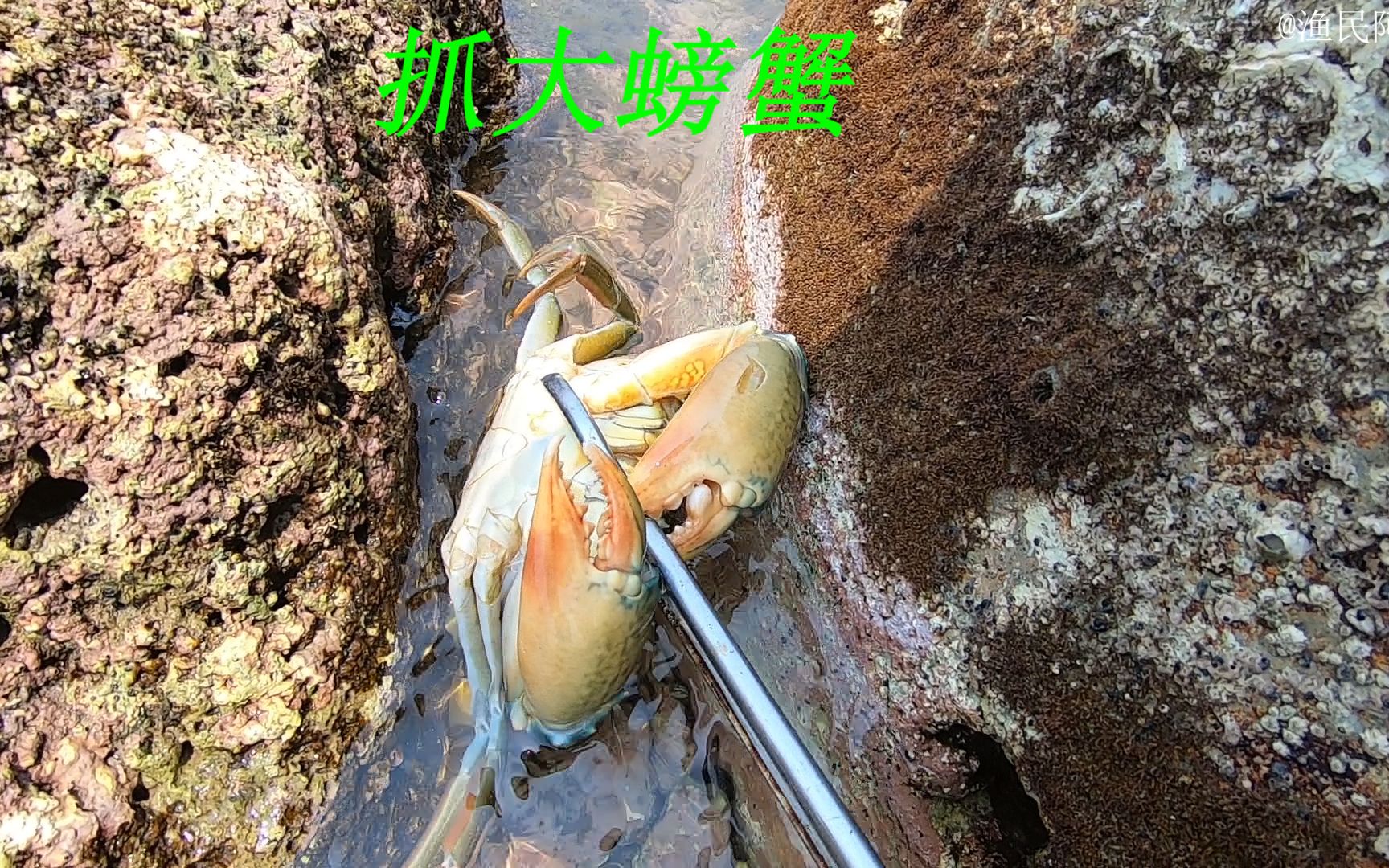 大海退潮以后，阿平来到废弃的鲍鱼水井旁抓了一只大螃蟹