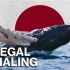 【TestTube】为什么日本不停止非法捕鲸 @柚子木字幕组